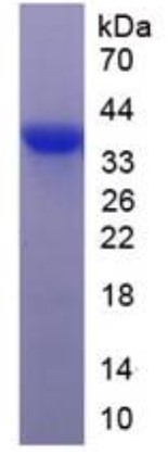 SDS PAGE (CFH-763H).jpg